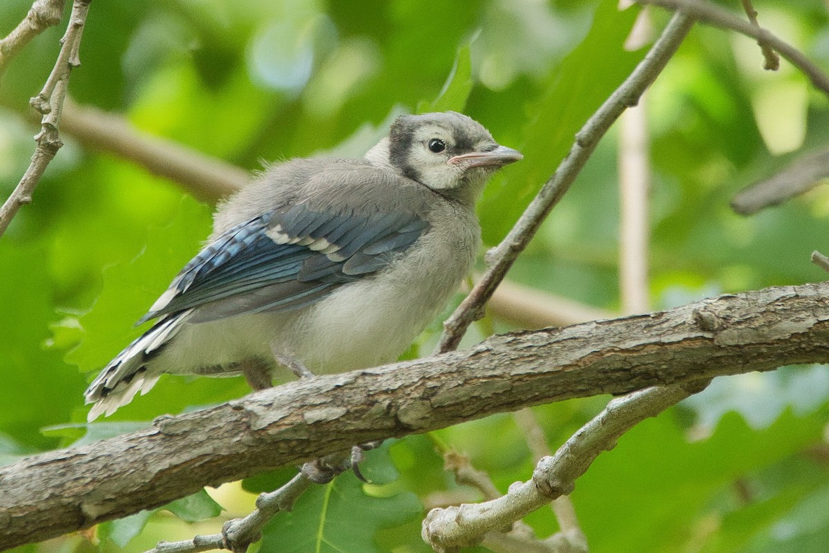 Blue Jay - Cole Penning