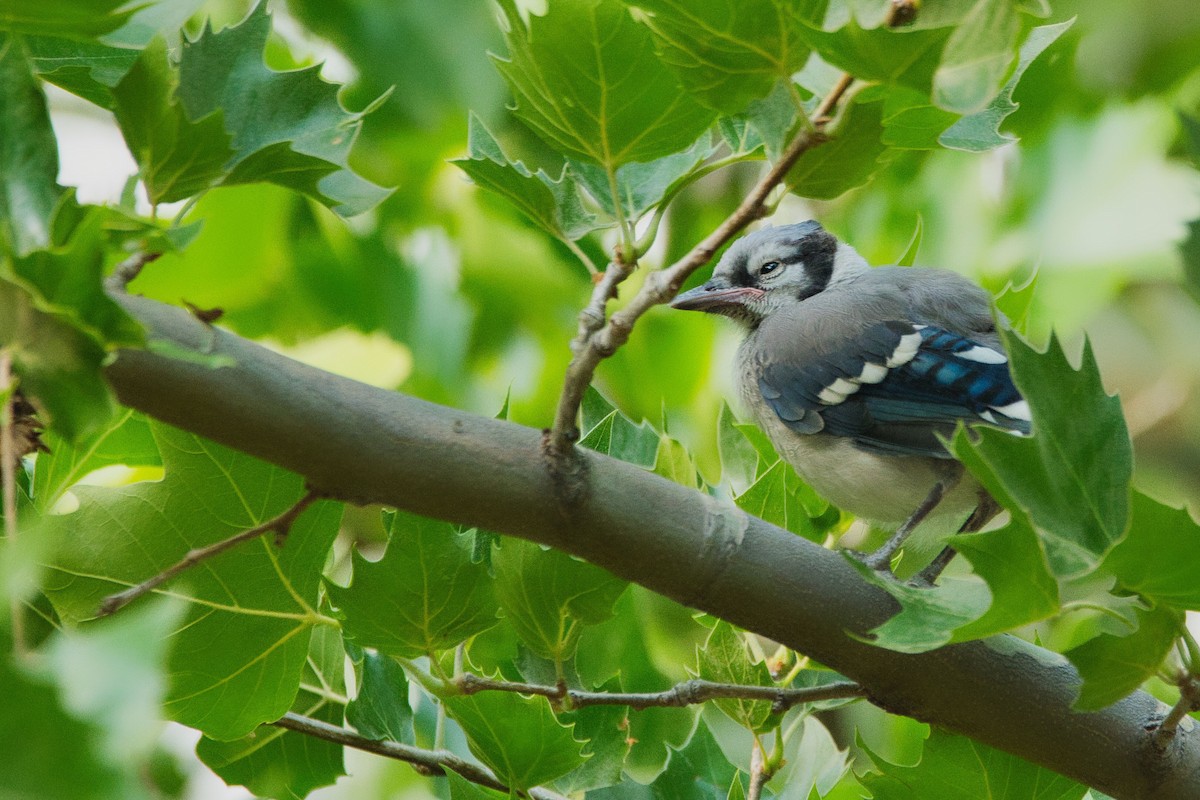 Blue Jay - Cole Penning