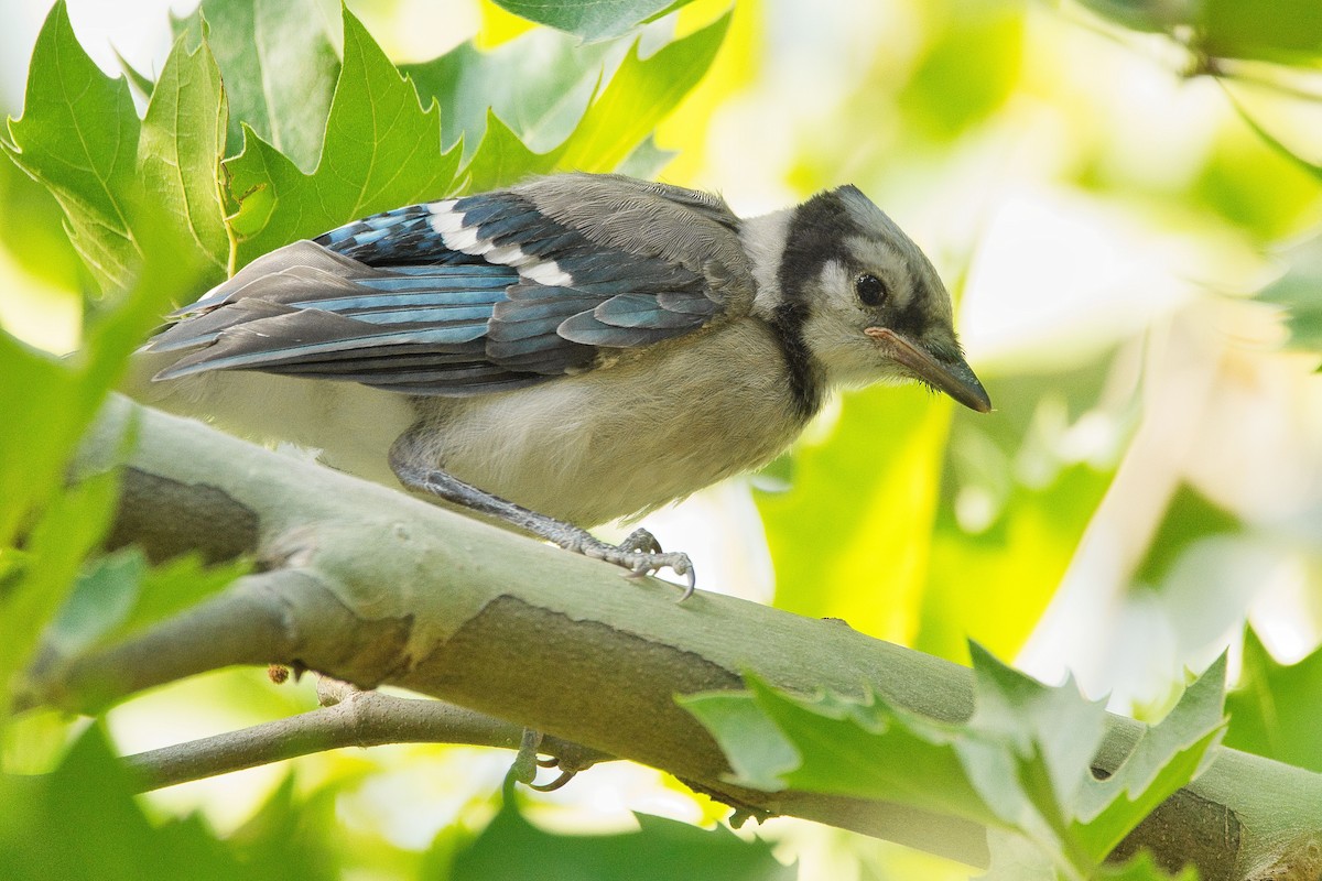 Blue Jay - Cole Penning