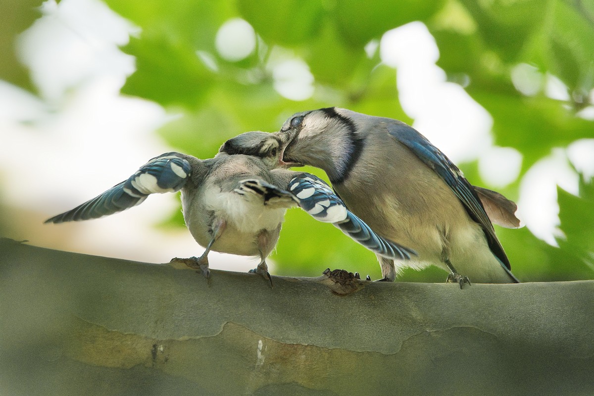 Blue Jay - Cole Penning