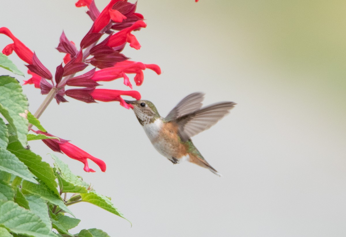 Rufous Hummingbird - ML579859721