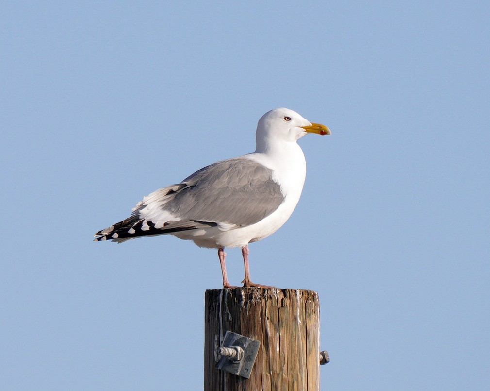 Herring Gull (Vega) - Scott Berglund