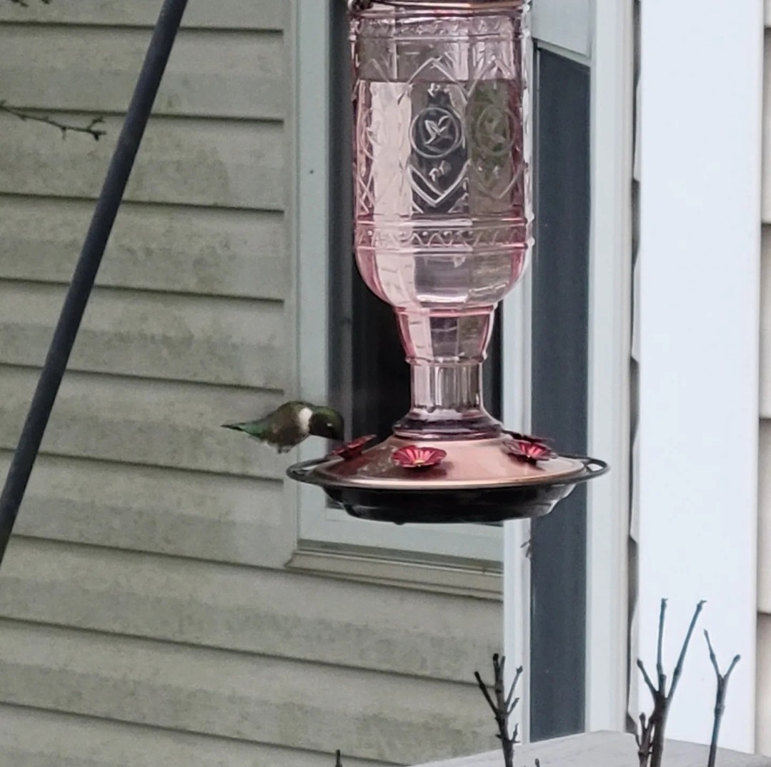 Ruby-throated Hummingbird - ML579859911