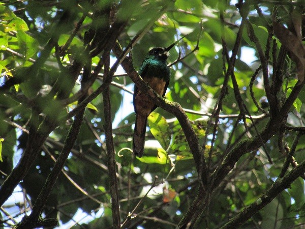 White-chinned Jacamar - David Forero Restrepo