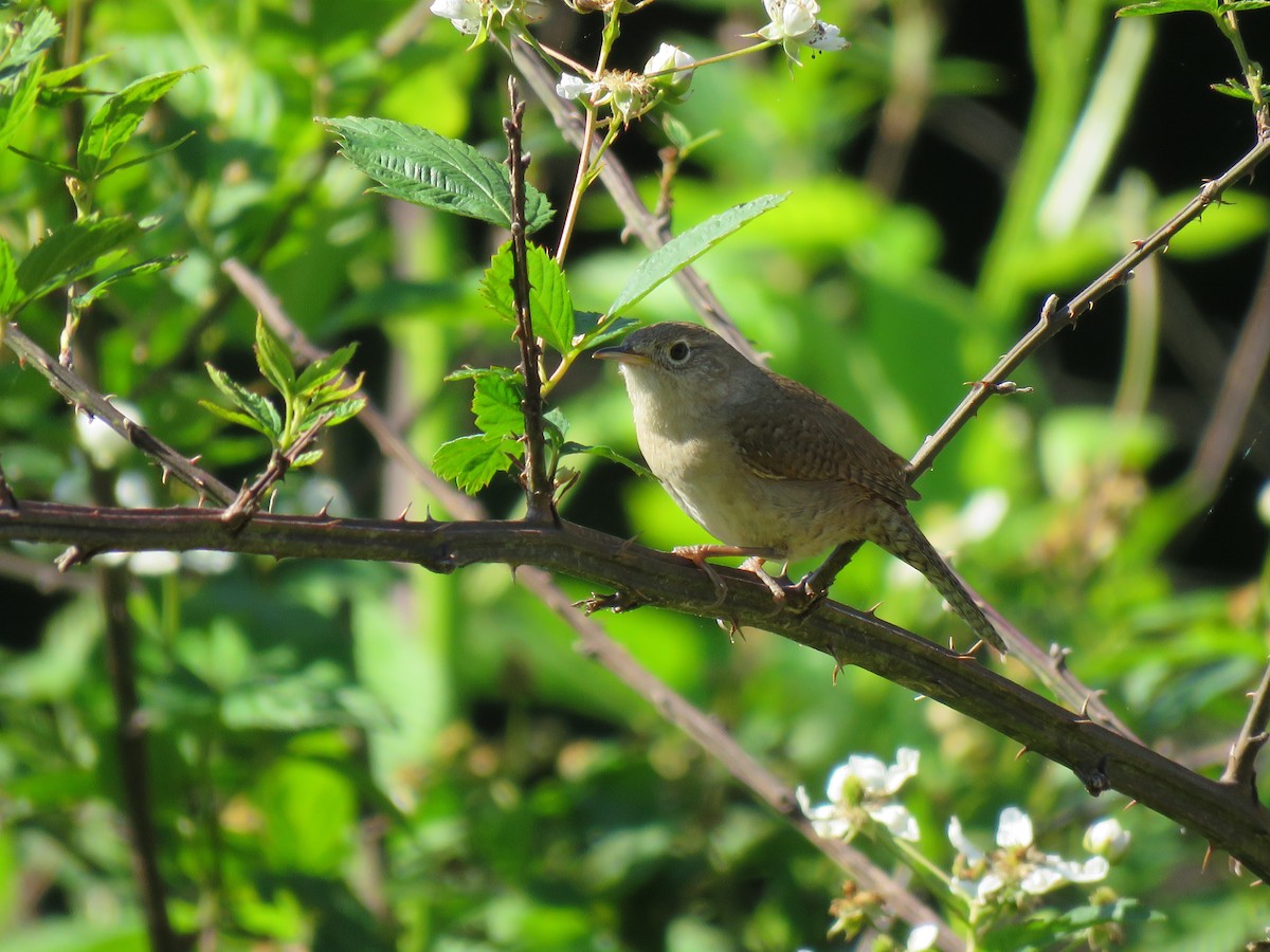 Northern House Wren - ML57986101