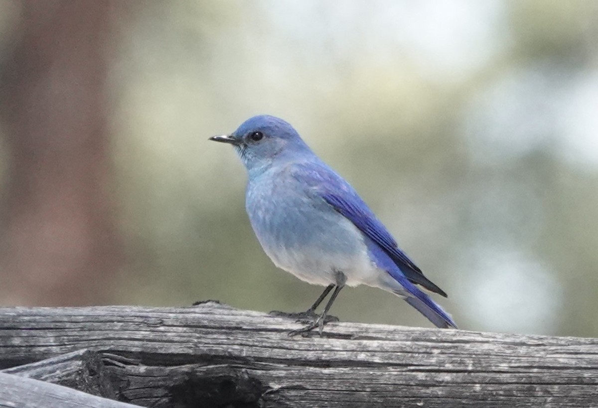 Mountain Bluebird - Steve Kornfeld