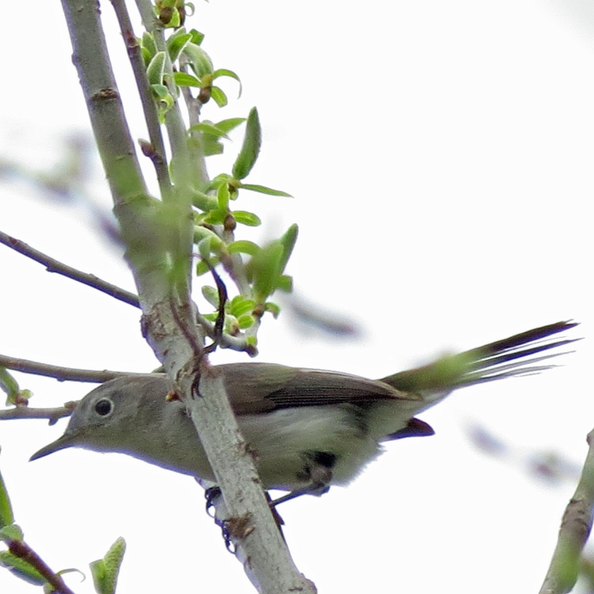 Blue-gray Gnatcatcher - ML57986201