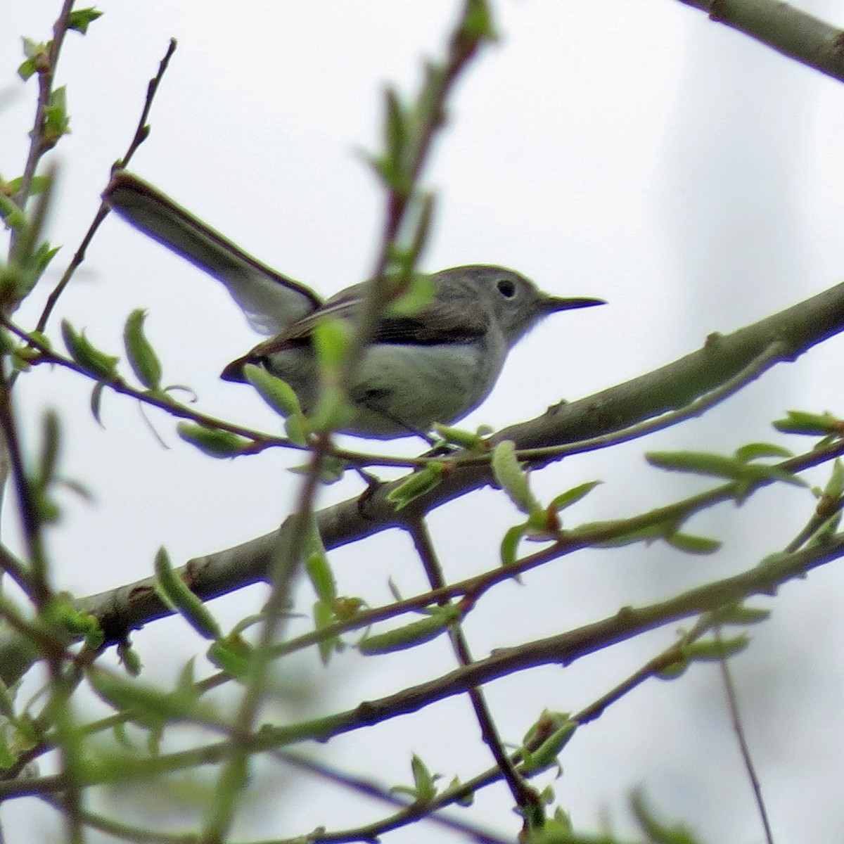 Blue-gray Gnatcatcher - ML57986271