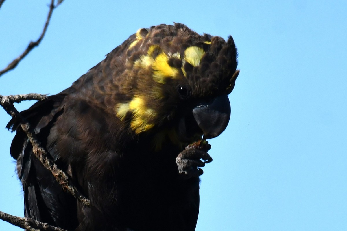 Glossy Black-Cockatoo - ML579862901