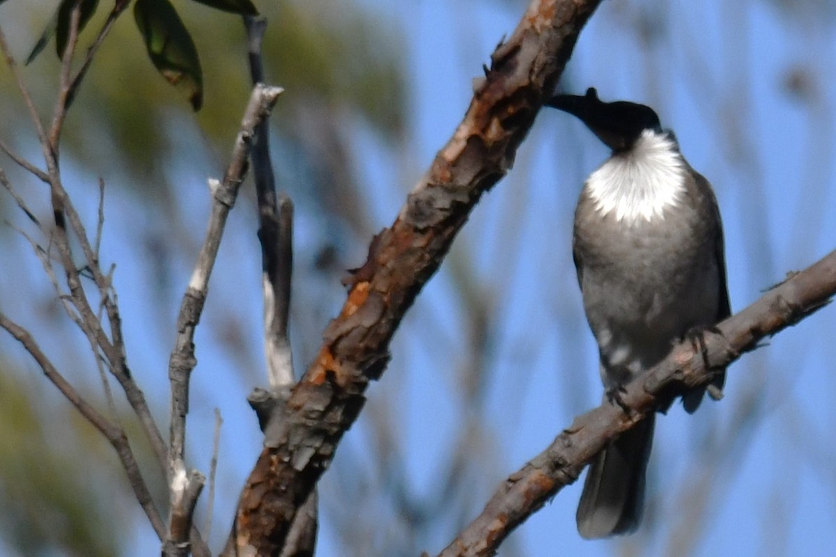 Noisy Friarbird - ML579862961