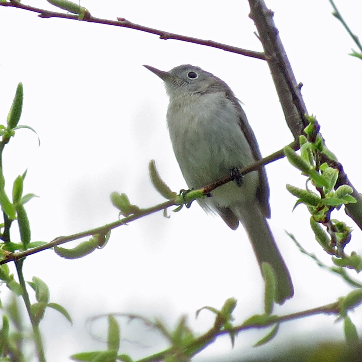 Blue-gray Gnatcatcher - ML57986351