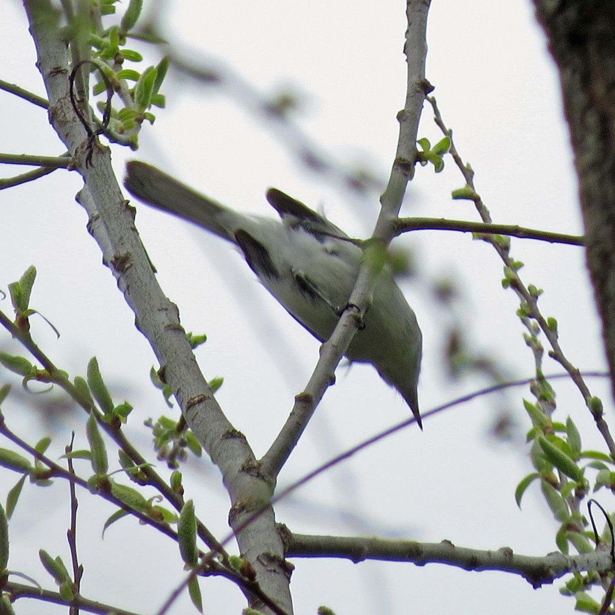 Blue-gray Gnatcatcher - ML57986361