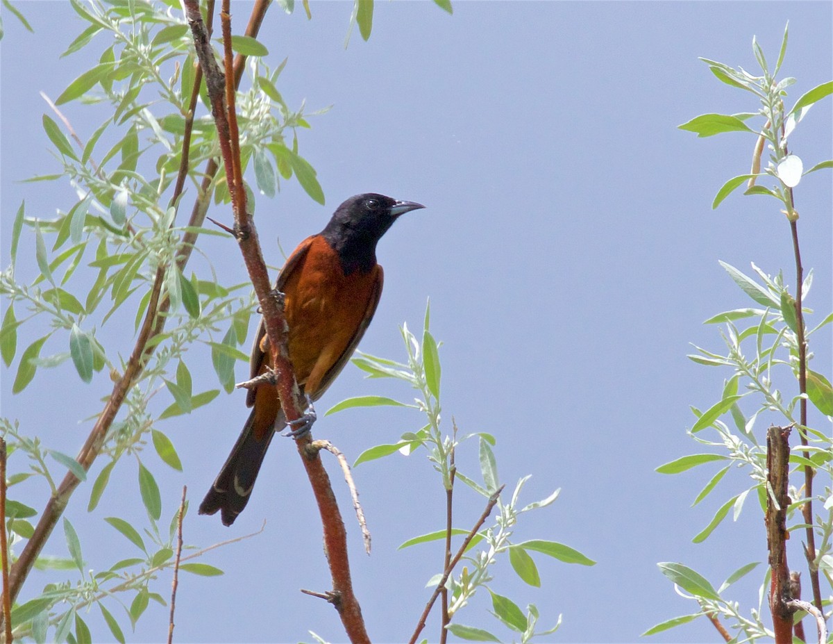 Orchard Oriole - ML579863611
