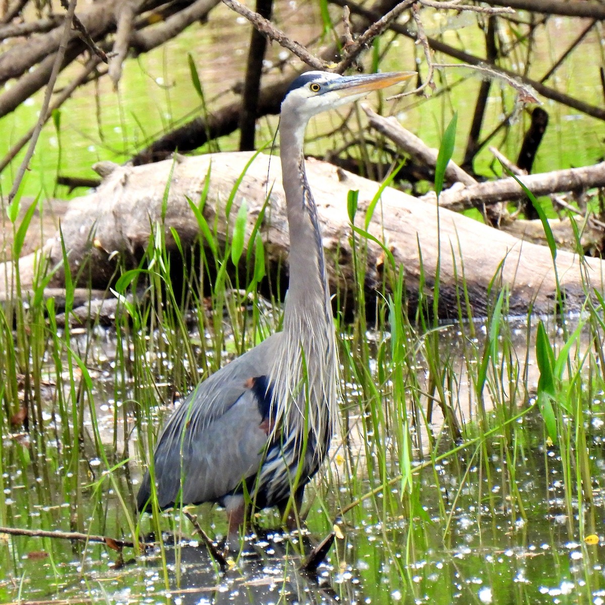 Great Blue Heron - ML579864491