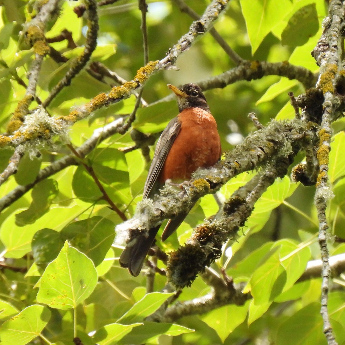 American Robin - ML579864561