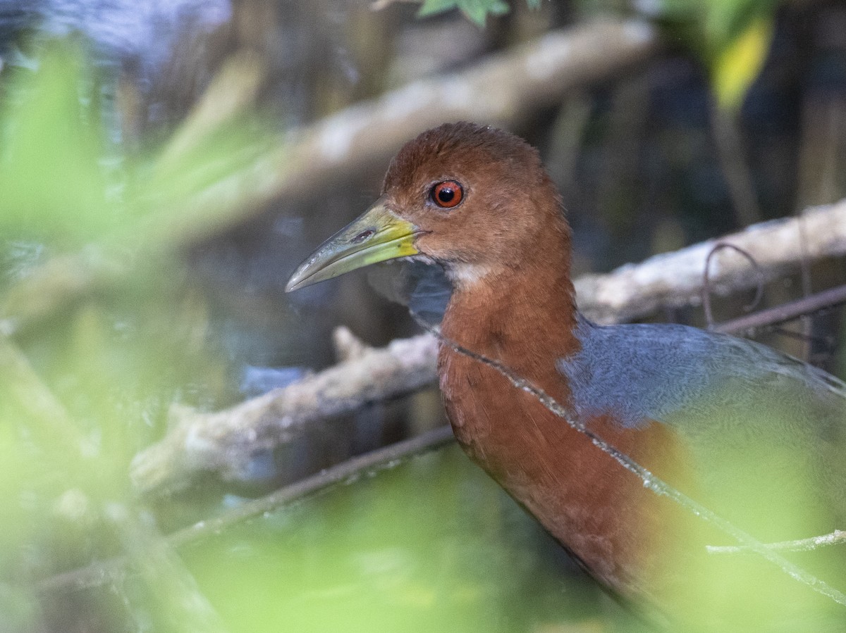 Rufous-necked Wood-Rail - ML579864831