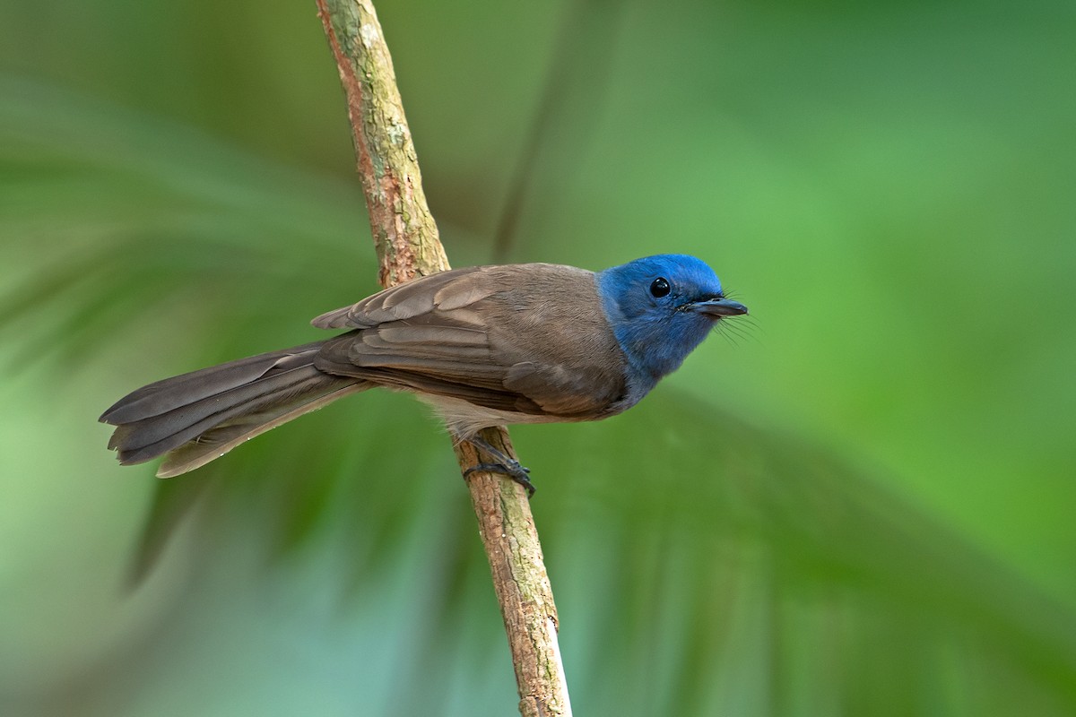 Black-naped Monarch - Aseem Kothiala