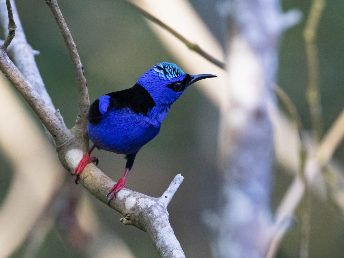 Red-legged Honeycreeper - ML579865011