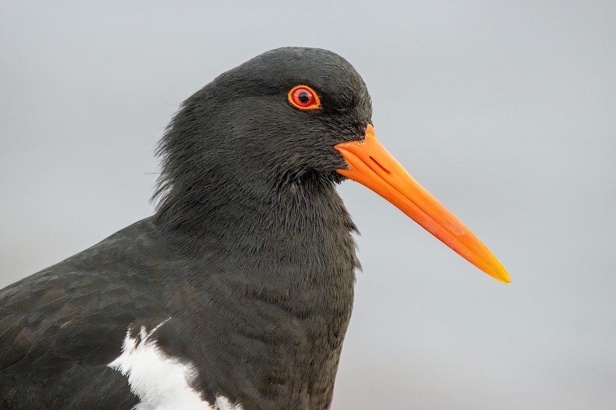 Pied Oystercatcher - Jarryd Guilfoyle