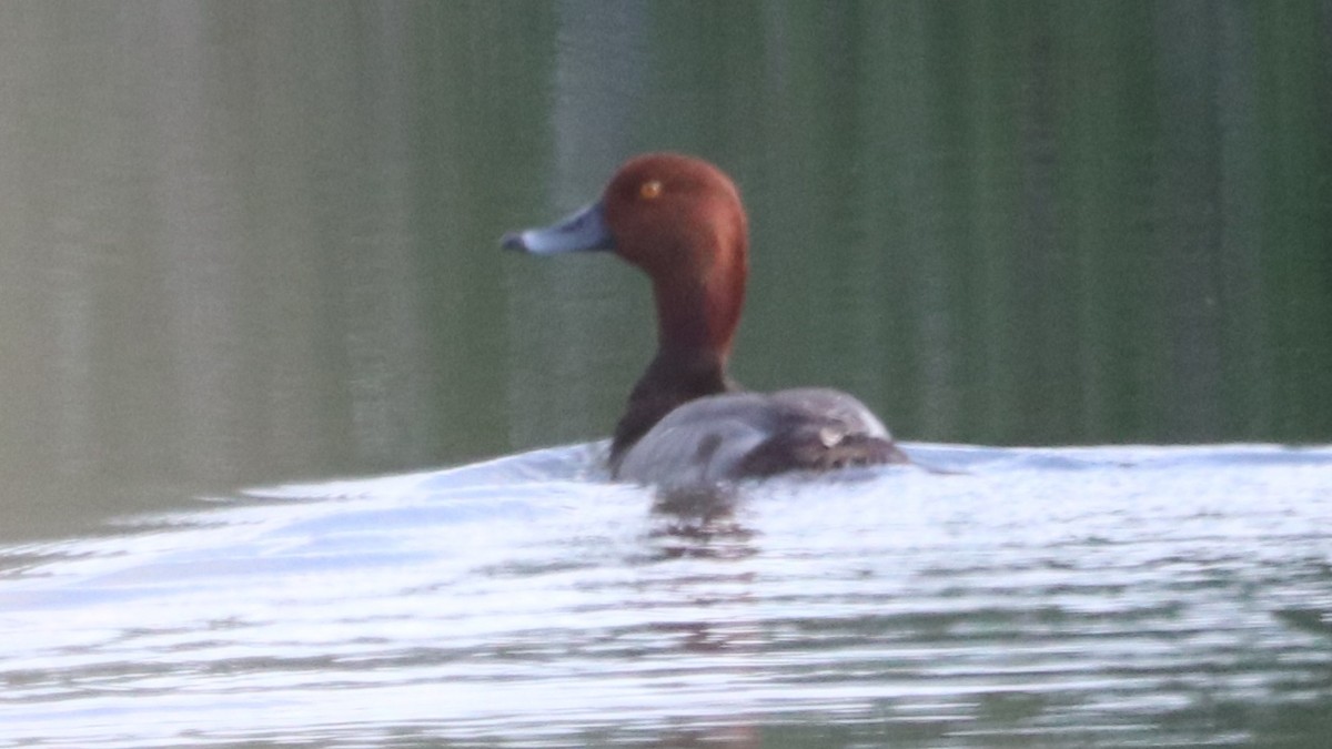Redhead - ML579867521