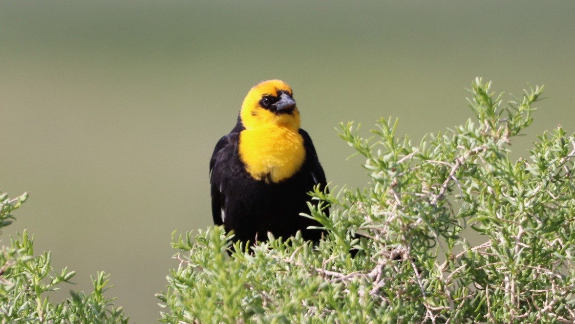 Yellow-headed Blackbird - ML579867961