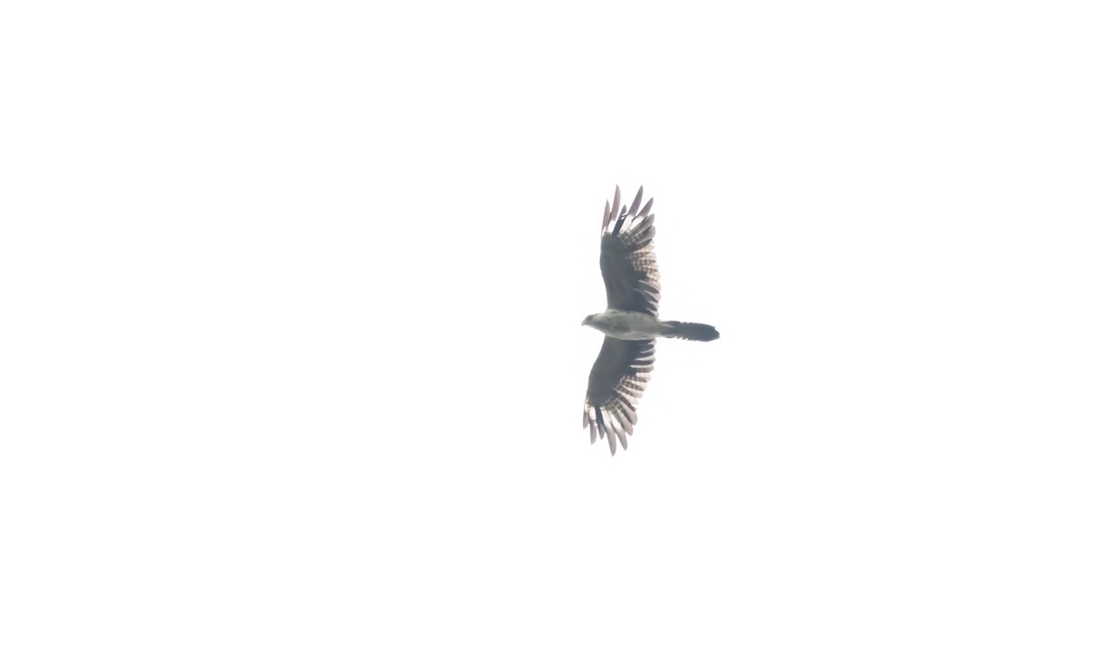 Gray-headed Kite - Paul Fenwick