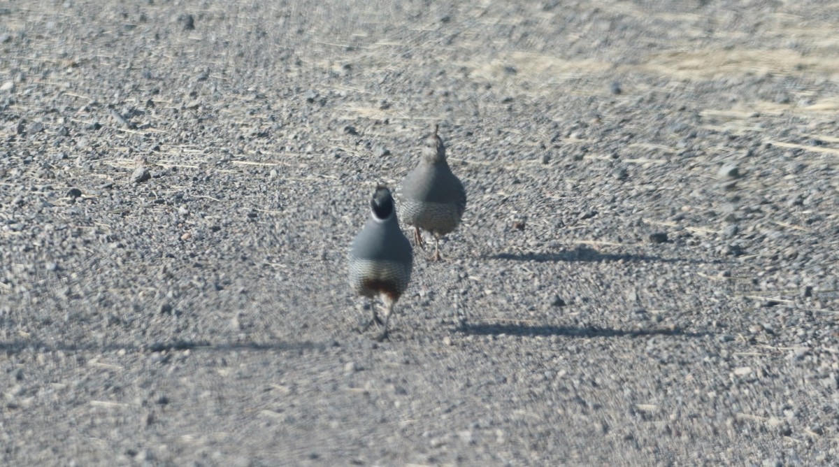 California Quail - Daniel Bye