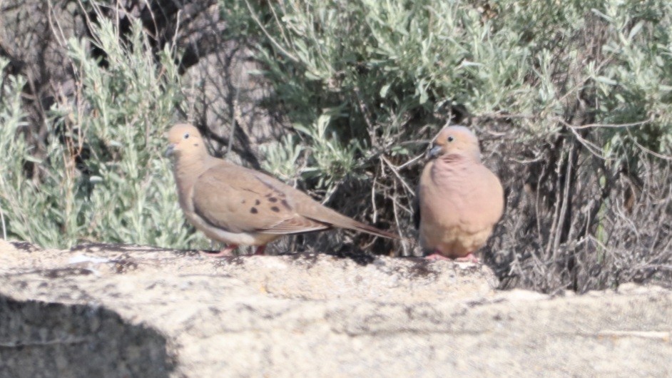 Mourning Dove - ML579868431