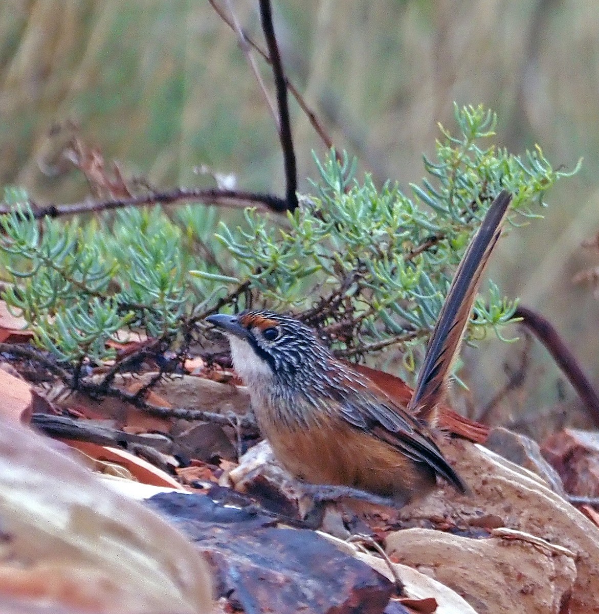 Rufous Grasswren - ML579868691