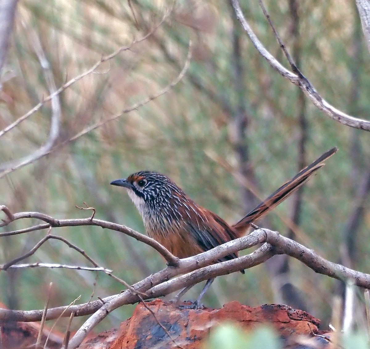 Rufous Grasswren - ML579868751