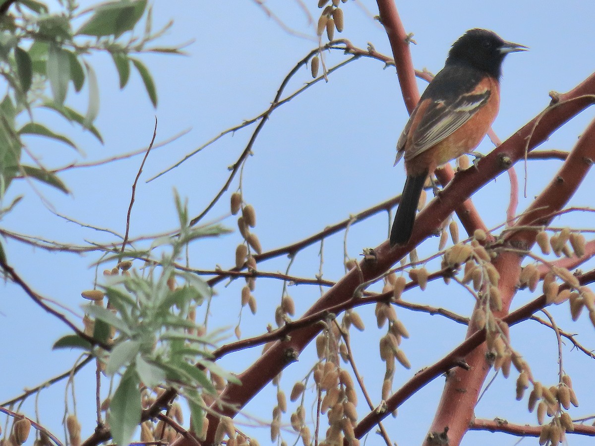 Orchard Oriole - ML579868761
