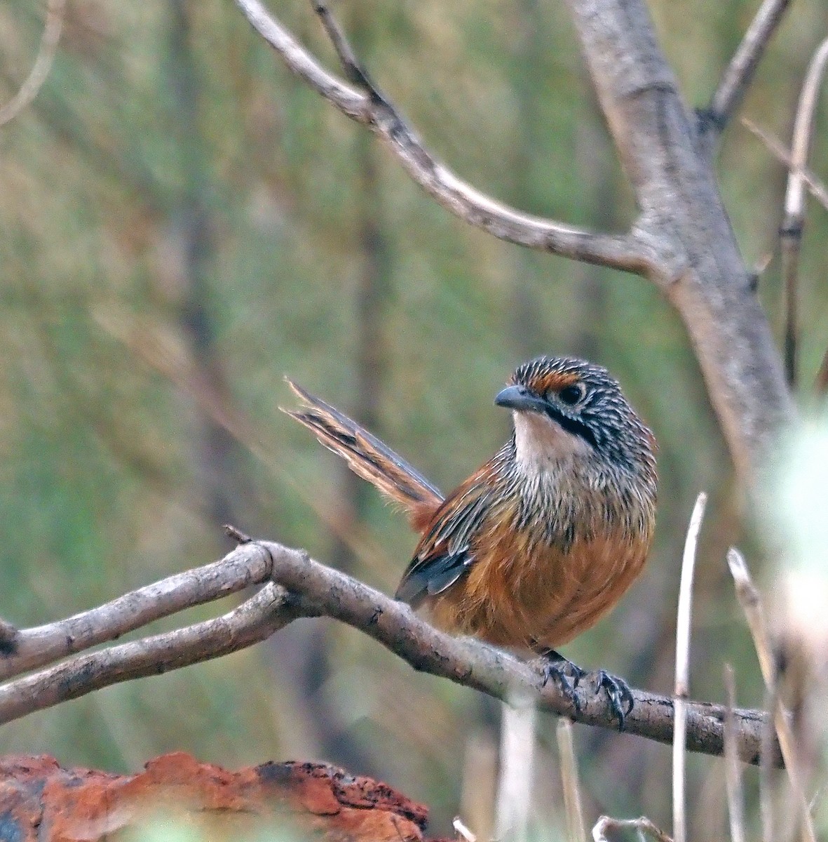 Rufous Grasswren - ML579868811