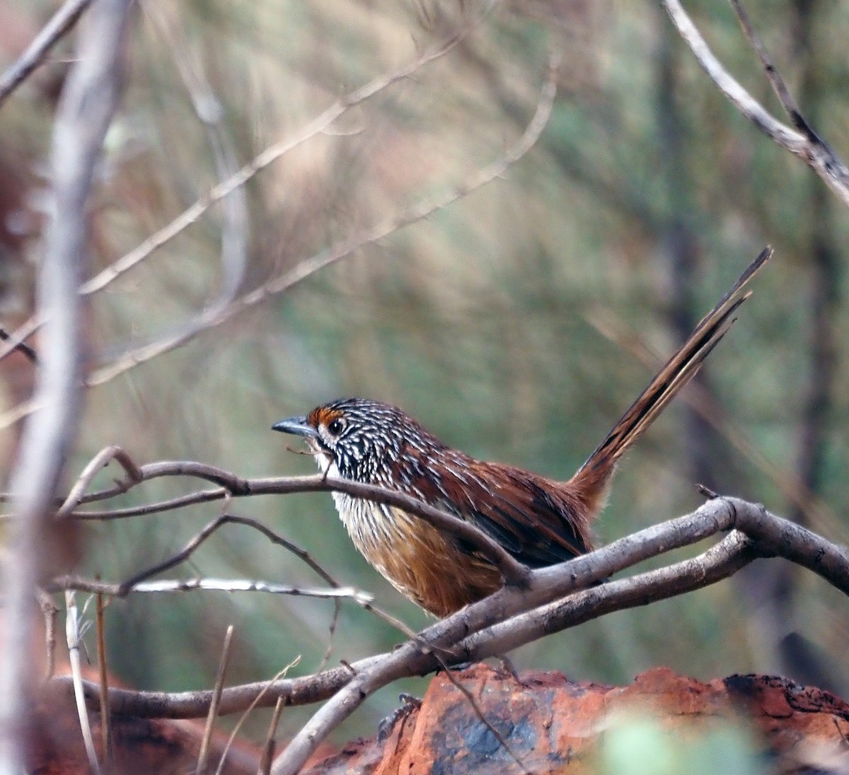 Rufous Grasswren - ML579868911