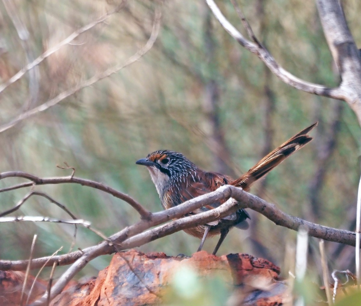 Rufous Grasswren - ML579869121