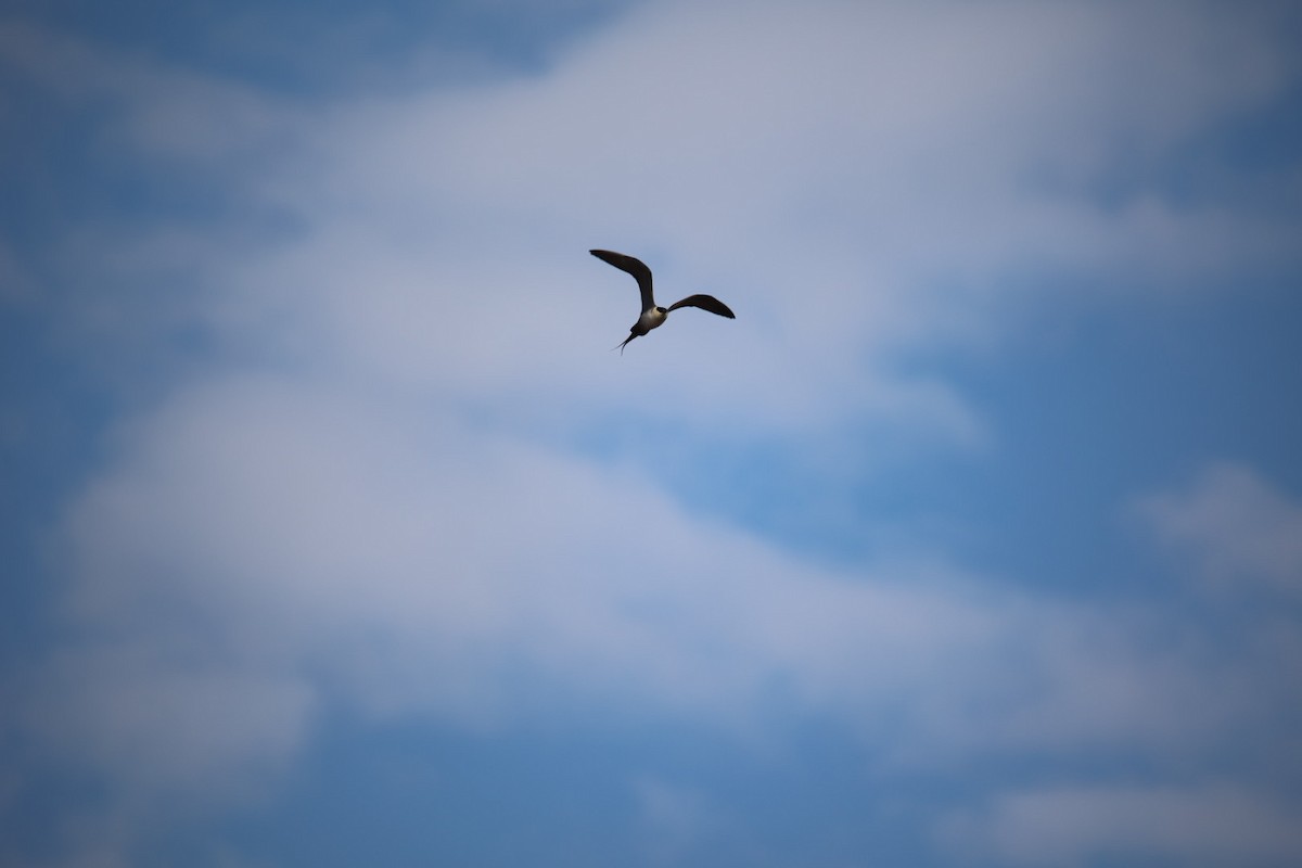 Long-tailed Jaeger - Amanda Bielskas