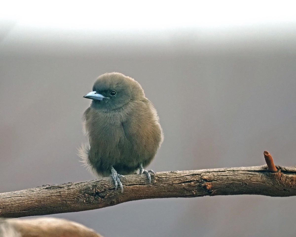 Little Woodswallow - ML579869401