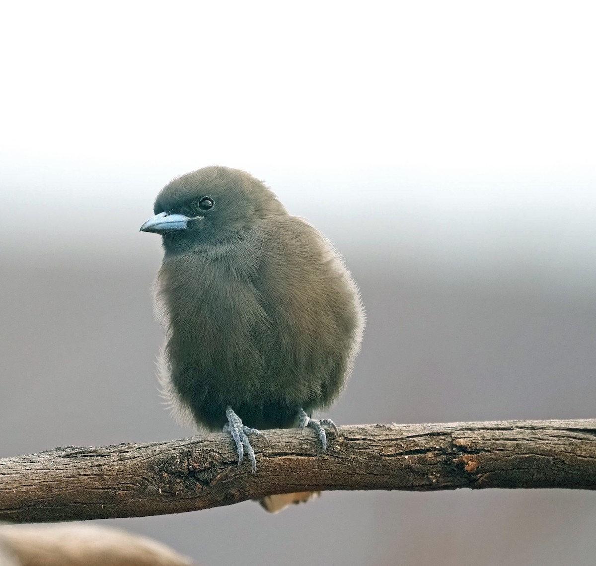 Little Woodswallow - ML579869491