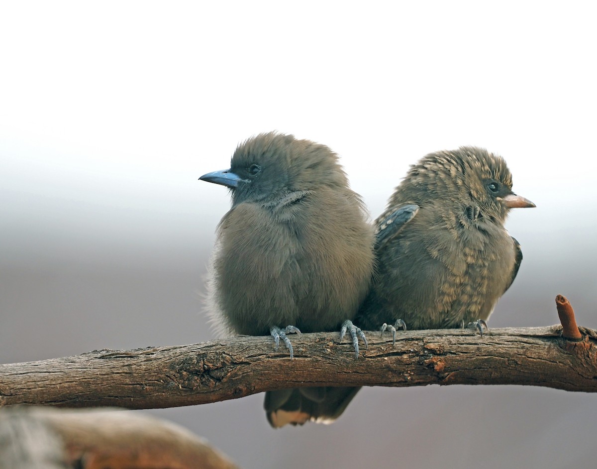 Little Woodswallow - ML579869691