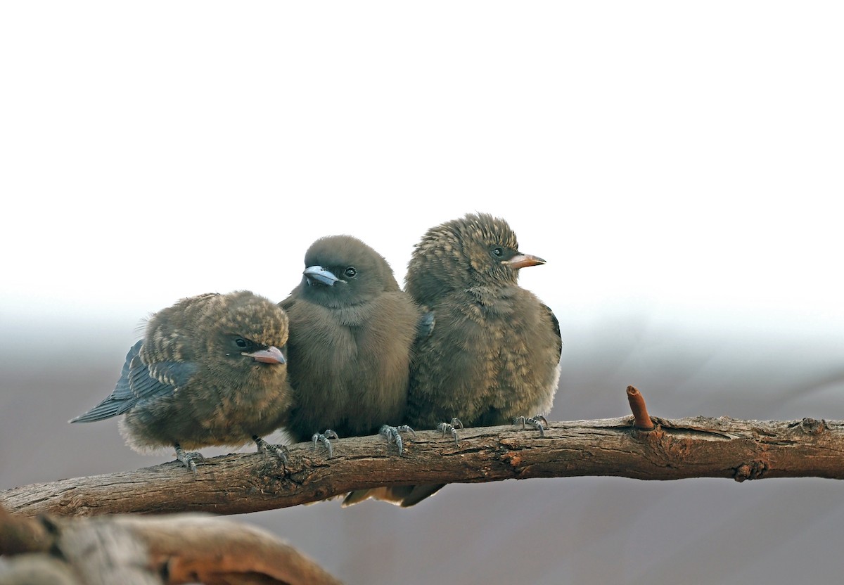 Little Woodswallow - ML579869831