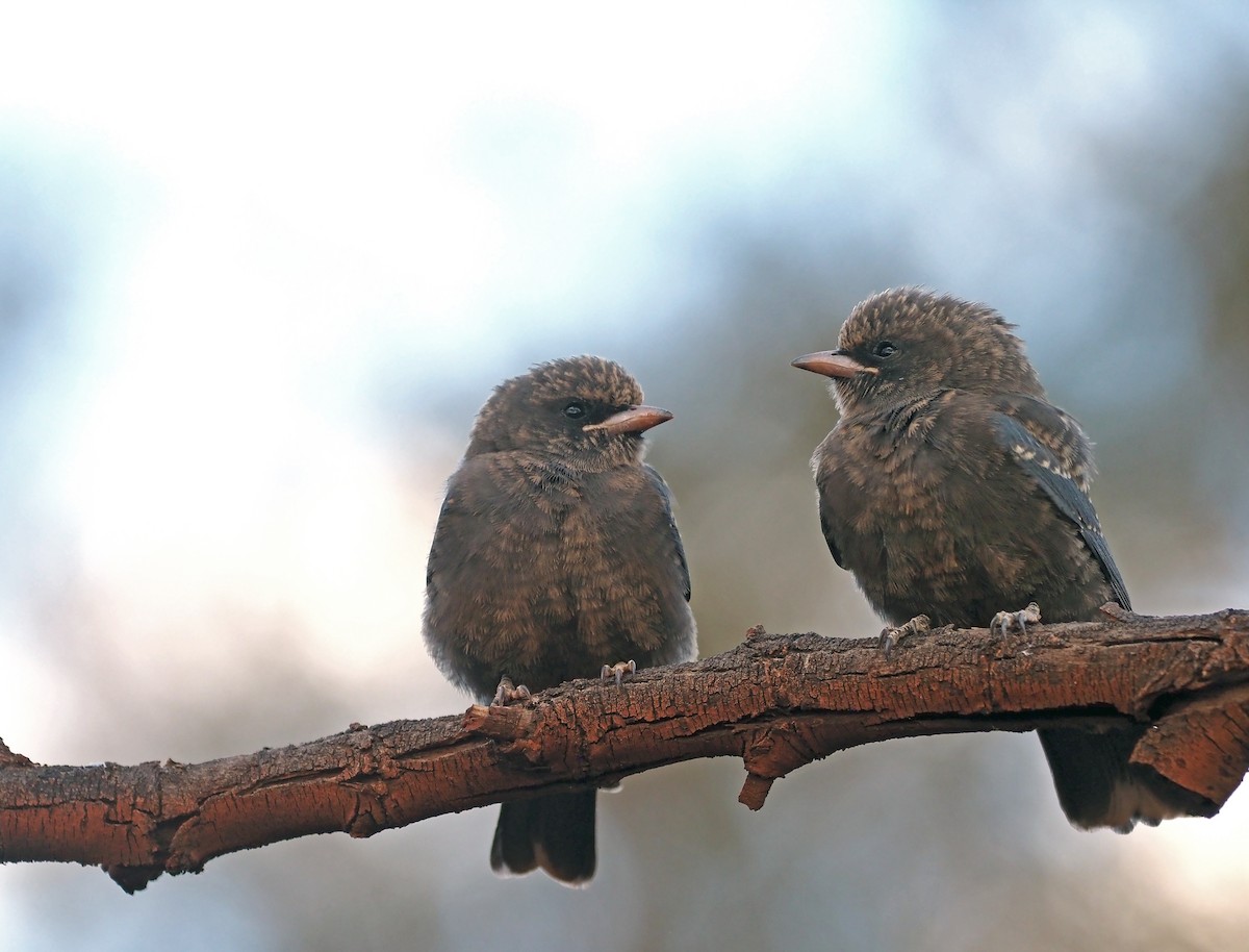 Little Woodswallow - ML579869961