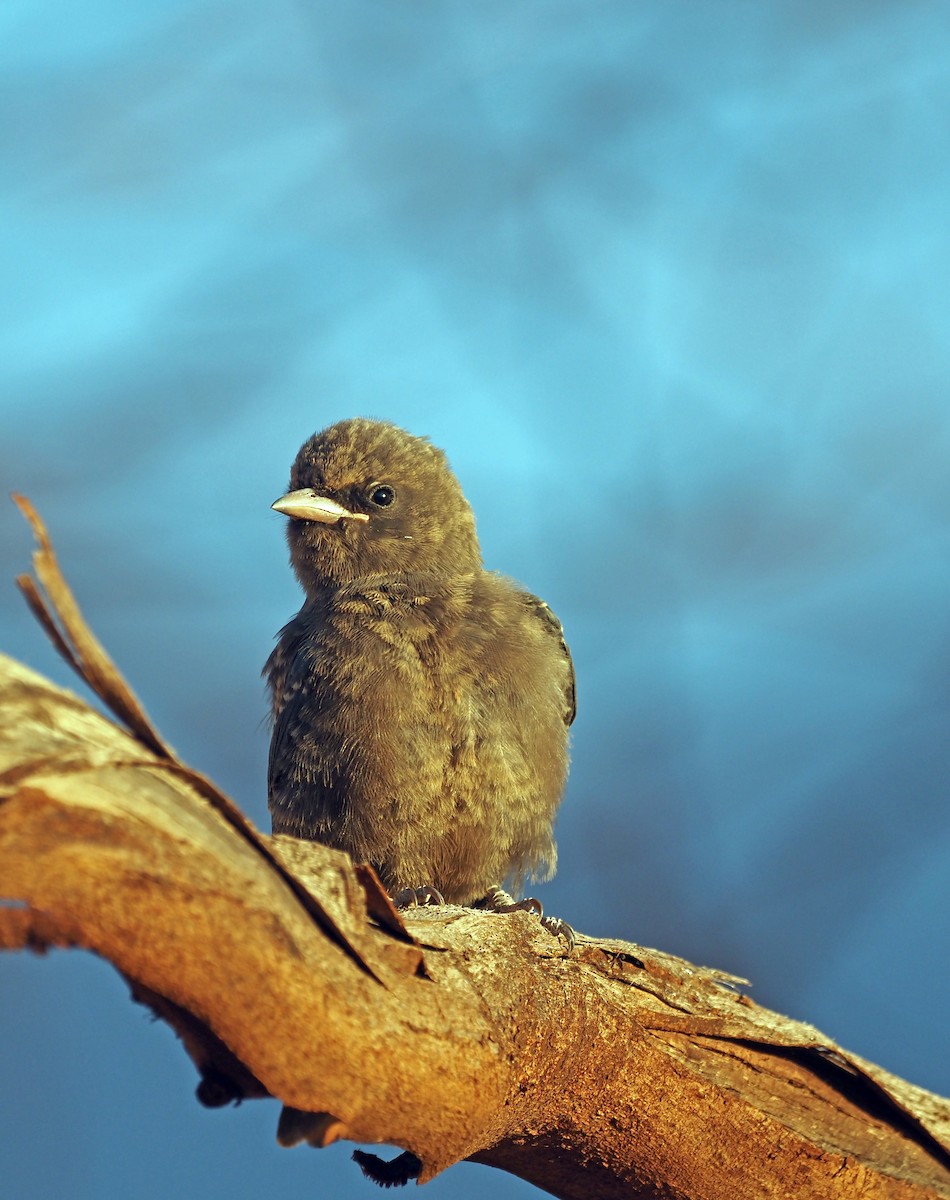 Little Woodswallow - Steve Law