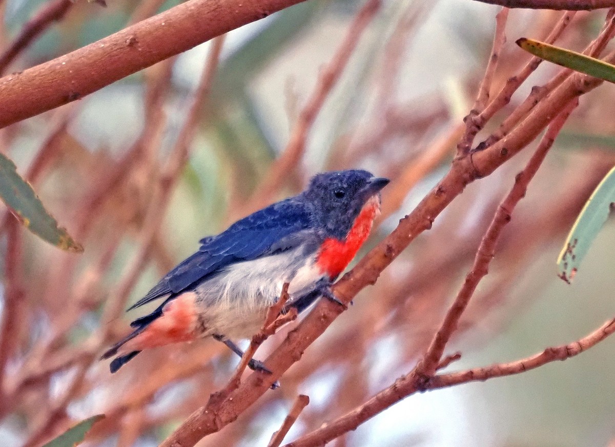 Mistletoebird - ML579870261