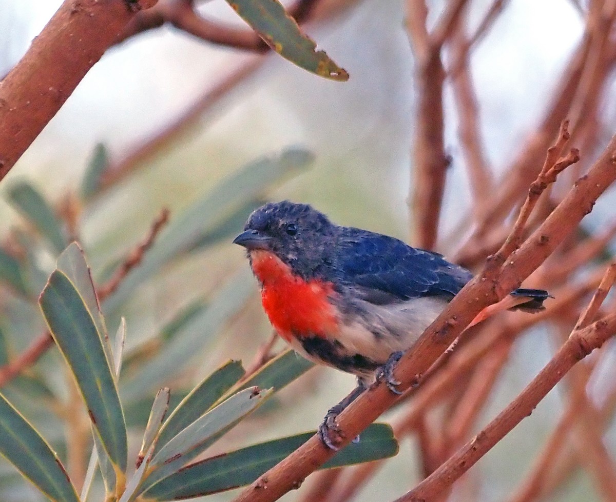 Mistletoebird - Steve Law