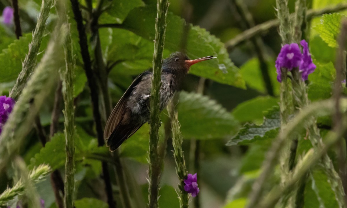 Rufous-throated Sapphire - ML579871541