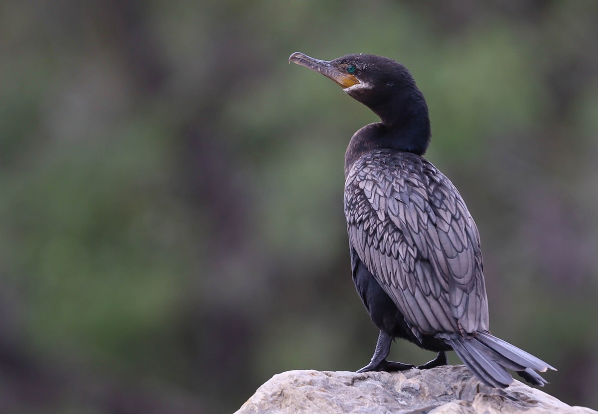 Neotropic Cormorant - ML579871791