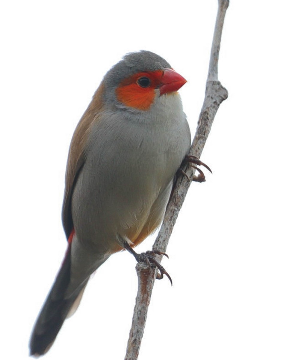 Orange-cheeked Waxbill - ML579872001