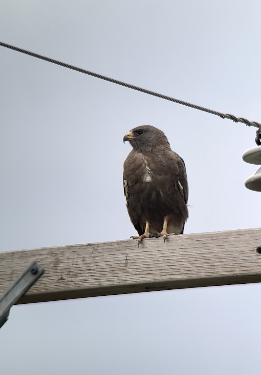 Swainson's Hawk - Logan Knaphus