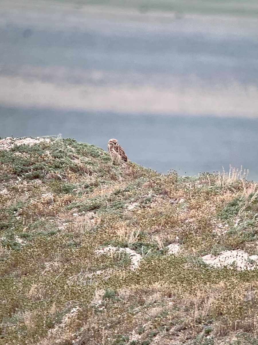 Burrowing Owl - Logan Knaphus