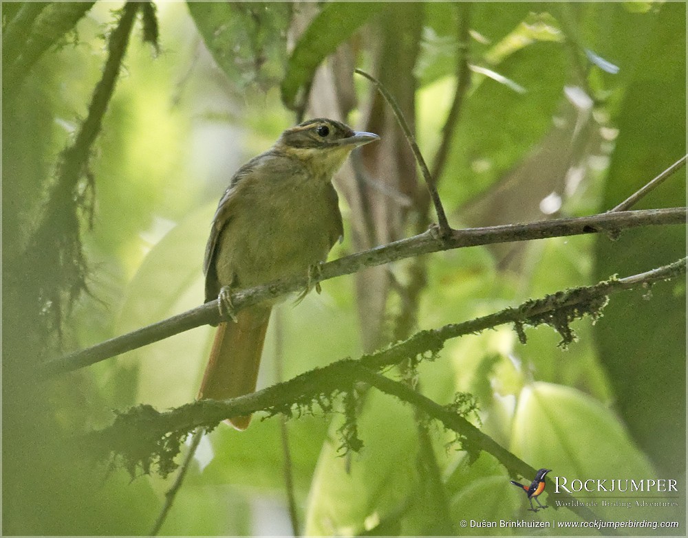 Rufous-rumped Foliage-gleaner - ML579872111