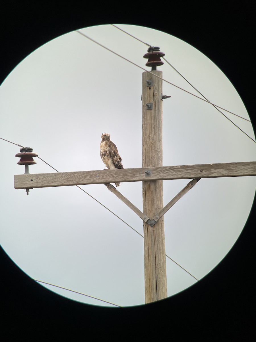 Red-tailed Hawk - Logan Knaphus